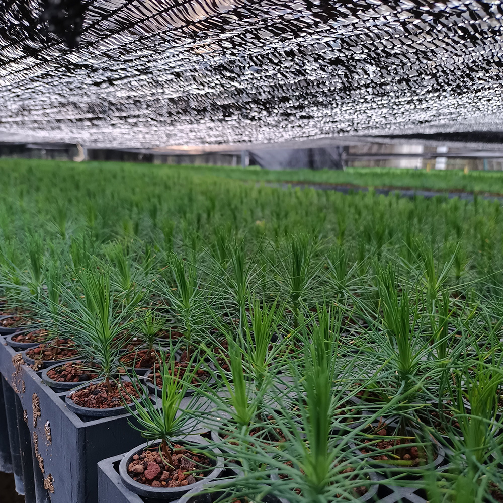 Huella ecológica