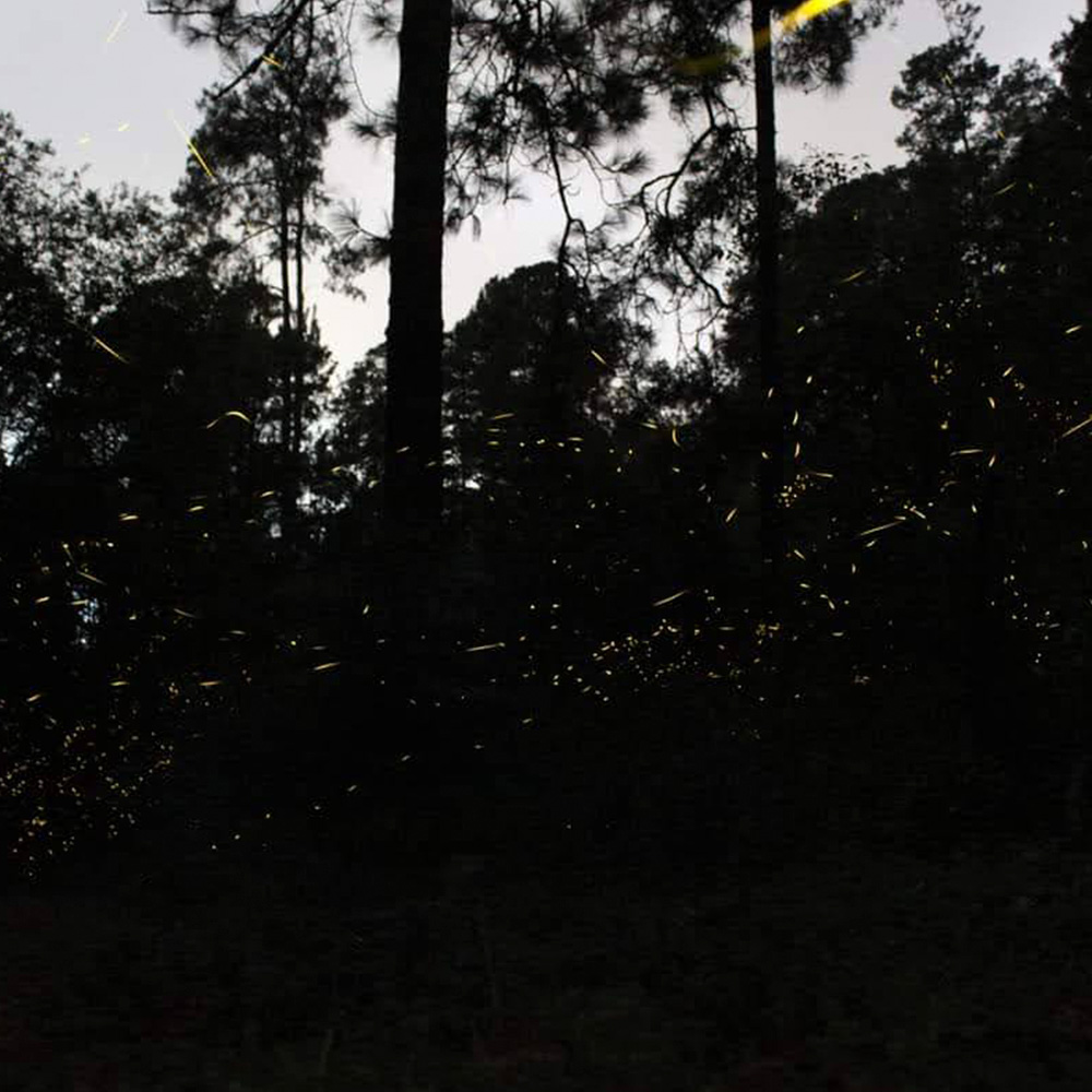 Sendero iluminado por luciérnagas