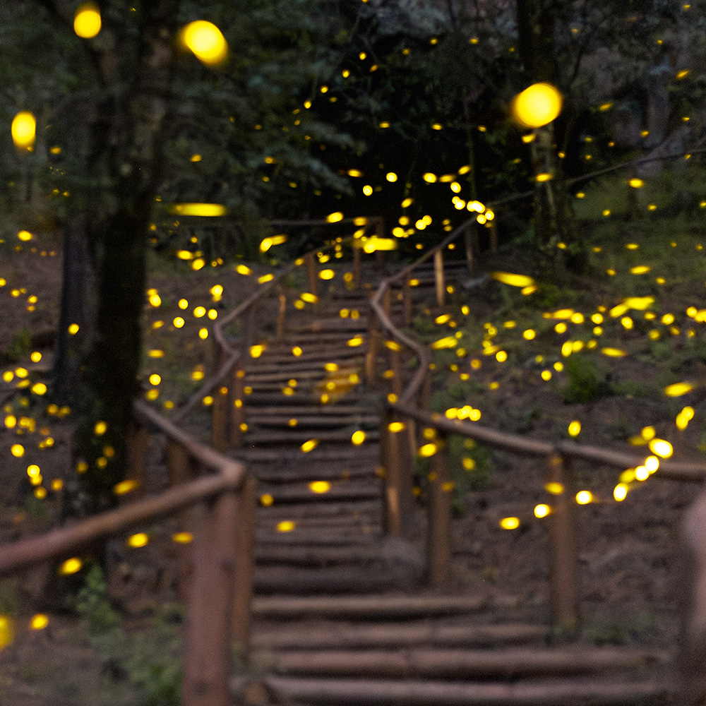 Bosque de noche con luciérnagas