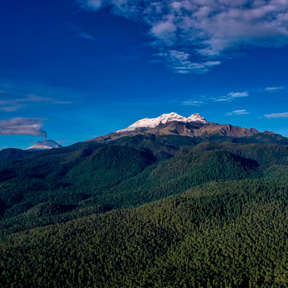 Vista panorámica del bosque