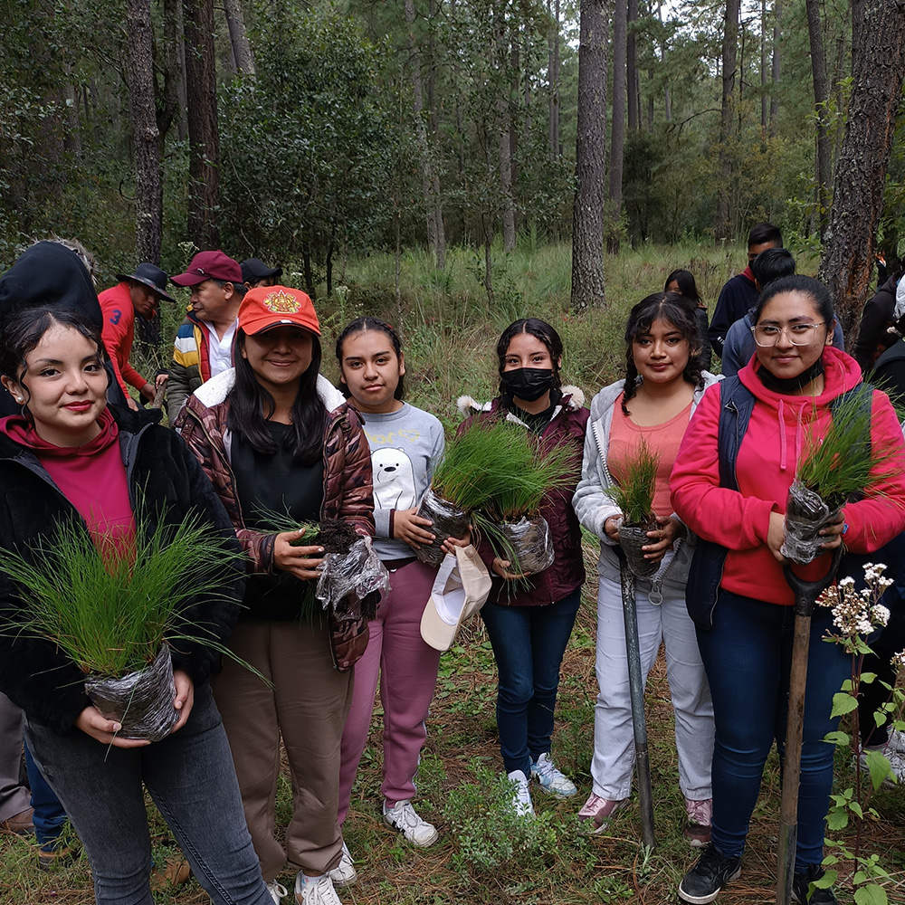 Voluntarios plantando árboles